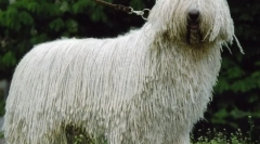 Собака компандор (фото): король серед пастухів